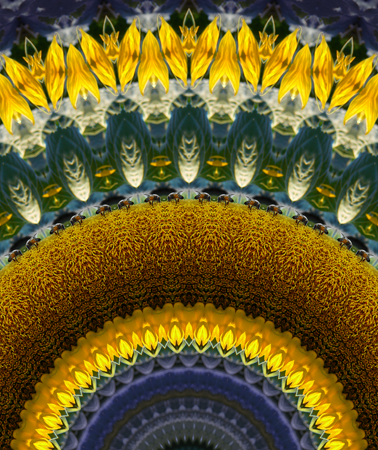 sunflower deliberation